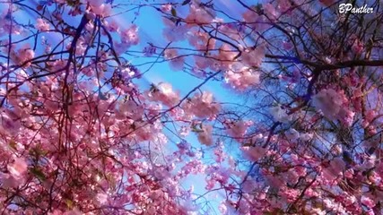 Klaviermusik zur Entspannung 5 Piano Music for Relaxation Classical Music Klassische Musik