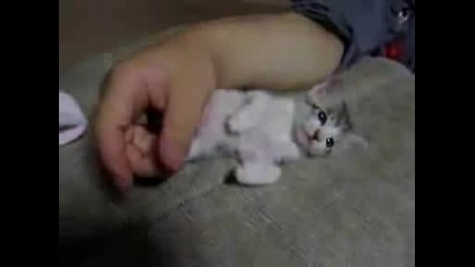 Компилация С Незабравими Животни