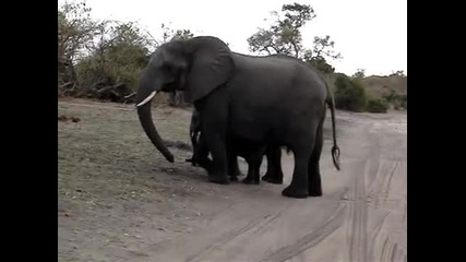 Бебе слонче се изплашва само 