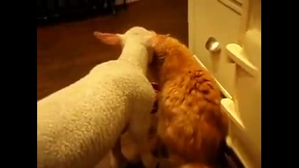 Агънце си играе с коте