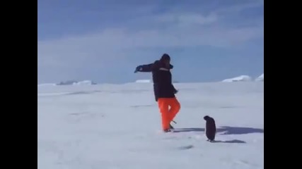 Пингвин напада човек!