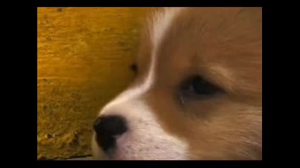 Cute Puppy
