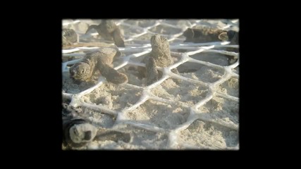 Дивата природа и мястото на дивото прасе в нея 
