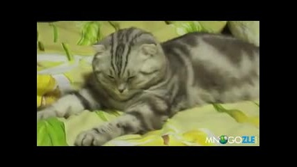 Тая котка май вече не е между живите
