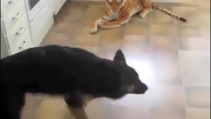 Куче немска овчарка се страхува от тигър плюшена играчка