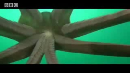 Bbc Giant Octopus! - Extreme Animals.