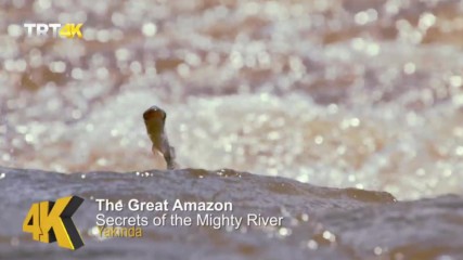 The Great Amazon Secrets Of The Mighty River 4k Film Menejer 2018 Hd