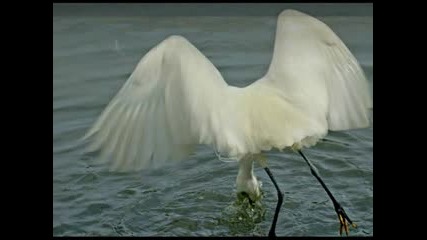 With Open Wings 
