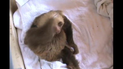 Е с тия животни пада яко смях (crazy animals)