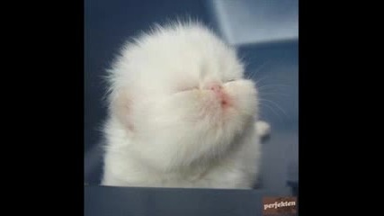 Смешни И Хубави Котки