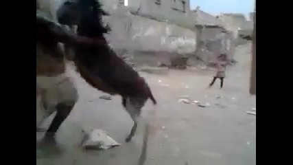 Арабин танцува с магаре