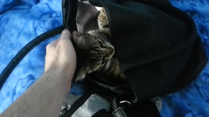 Коте спи в дамска чанта