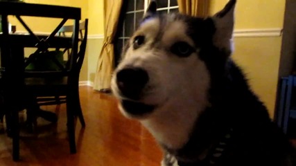 Mishka the Husky says Obama! - Dog Talking 