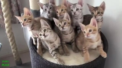 Много забавни животни