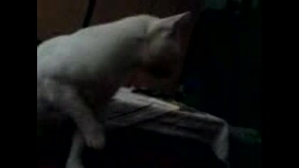 Котка Се Мие Рано Сутрин