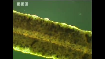 Mouldy Sloth Amazing Animals - Amazon Assassin - Bbc wildlife 