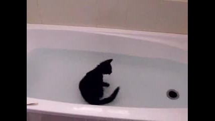 Коте си играе във ваната