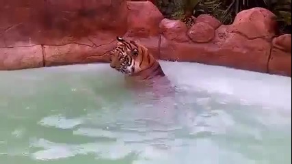 Тигър напада оператор.