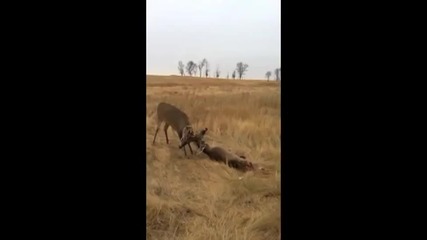 Ловци спасяват млад елен победител в битка със съперник!