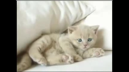 Nuko - Sweet Cat