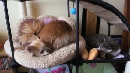 Кучетата харесват леглото на котката