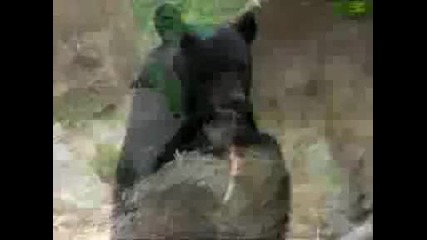 Animal Face - Off: Alligator vs. Black Bear