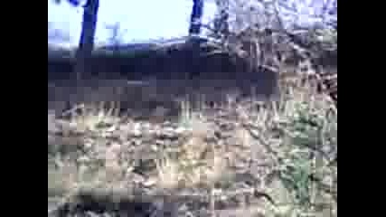 Дарси - дъщеря на Торо