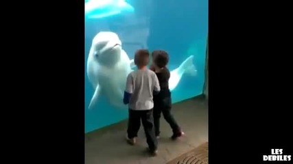 Белуга Плаши Деца