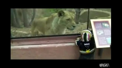 Лъв се опитва да захапе малко детенце