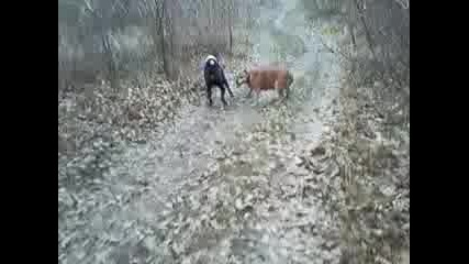 pitbull 9