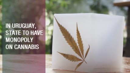 New cannabis law in Uruguay shows the way forwards
