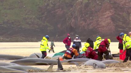 Над 50 кита загинаха на остров Люис в Шотландия (ВИДЕО)