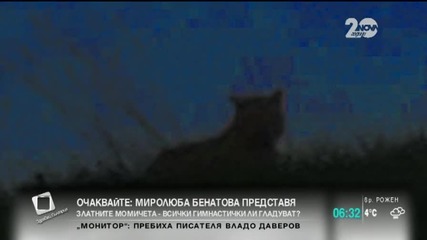 Тигър броди в околностите на Париж - Новините на Нова