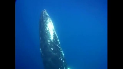 Китовете - Красотата на океана 