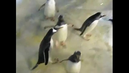 Пингвини се забавляват с лазерна точка!