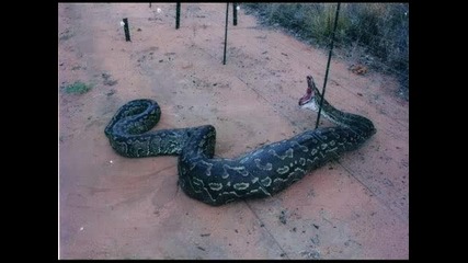 Най - голямата змия в света,  тежаща 17 тона