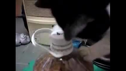 умно коте си взима храна
