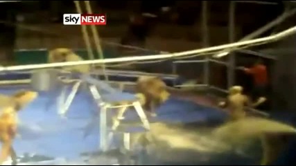 Лъв нападна дресьор по време на цирково шоу