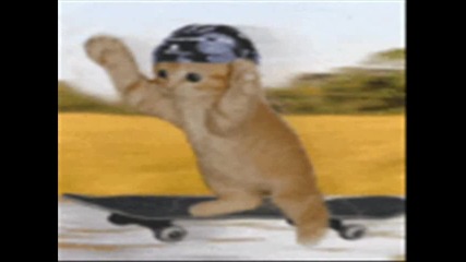 Rock N Roll Cats