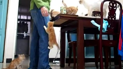 Най-гладните котки на света!