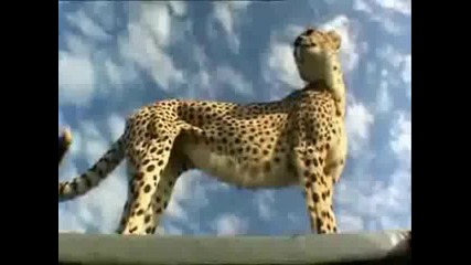 Егати ненормалния гепард 