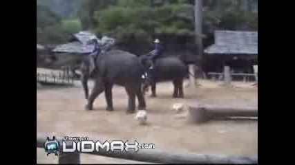 Слончета