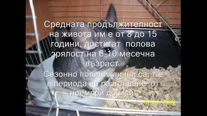 Отглеждане за чинчилите