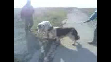 B1lgarski Ov4arski Ku4eta