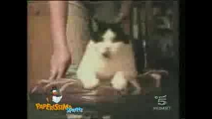 Крейзи Котки