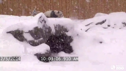 Панда се радва на снега!