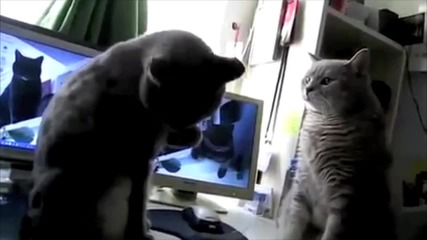 Cats Playing Patty-cake what they were saying...