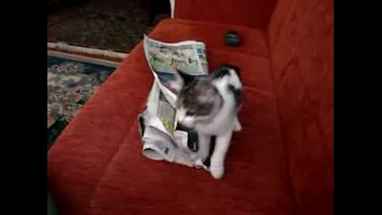 Сладко котенце