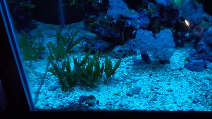 37 gallon column w diy sump reef system explained 