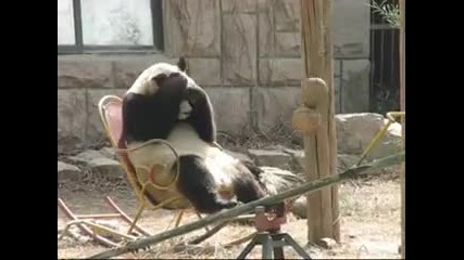 Панда се кефи на люлеещо кресло !